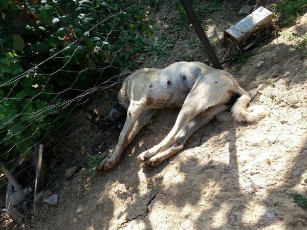 Manisa'da hayvan katliamına tepki