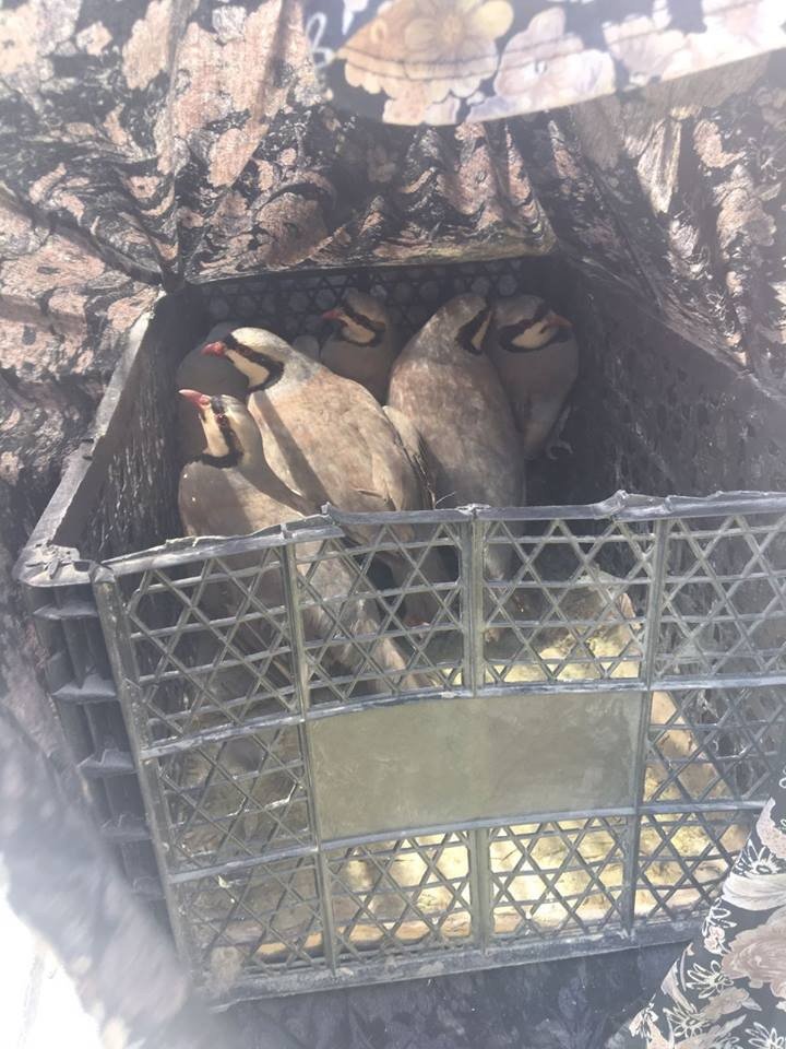 Van’da 73 kınalı keklik yeniden özgürlüğüne kavuştu