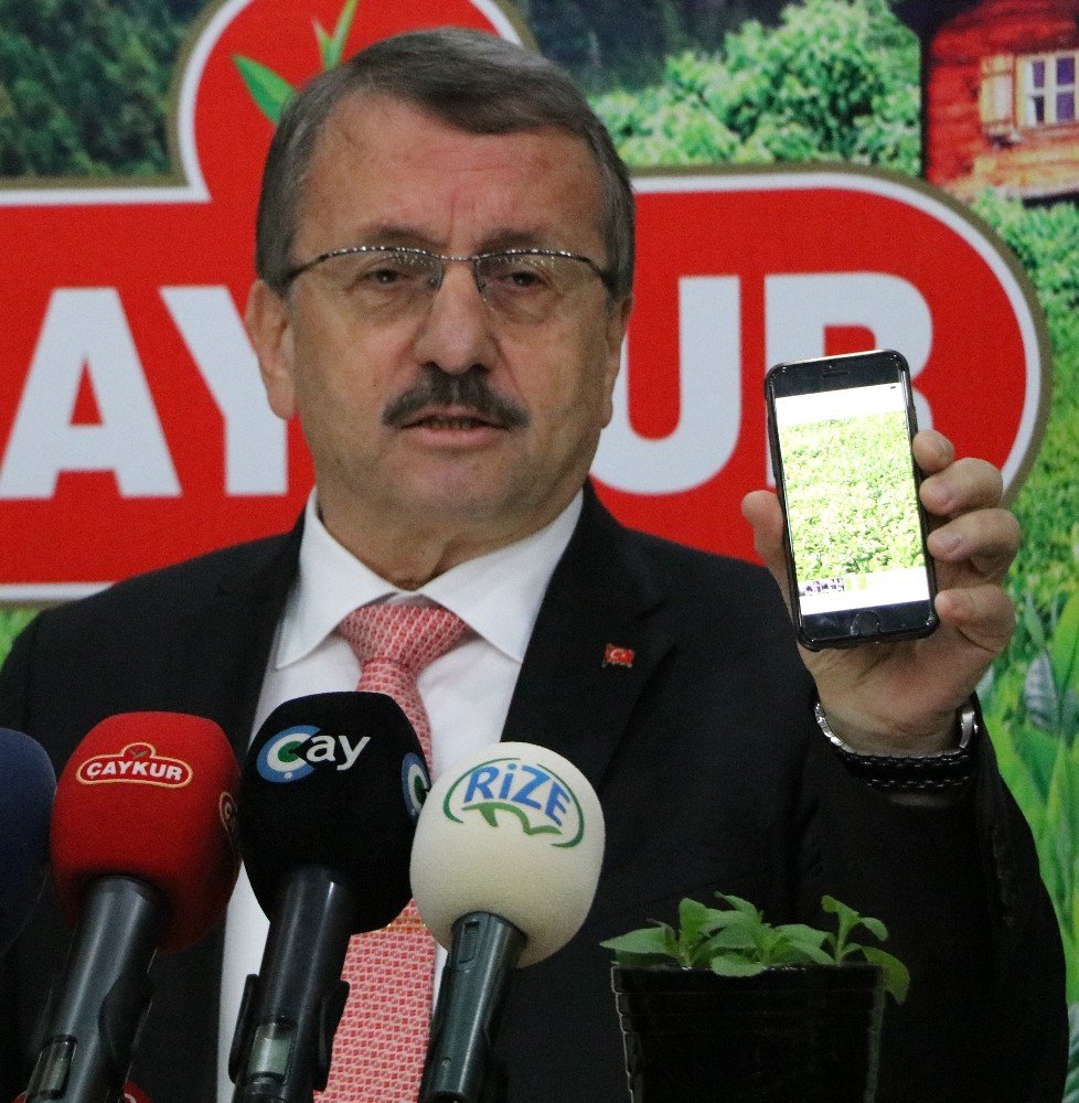 ÇAYKUR Genel Müdürü Sütlüoğlu çay sezonunu açtı