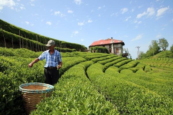 Çaykur, üreticilerden 87 kilo beyaz çay aldı
