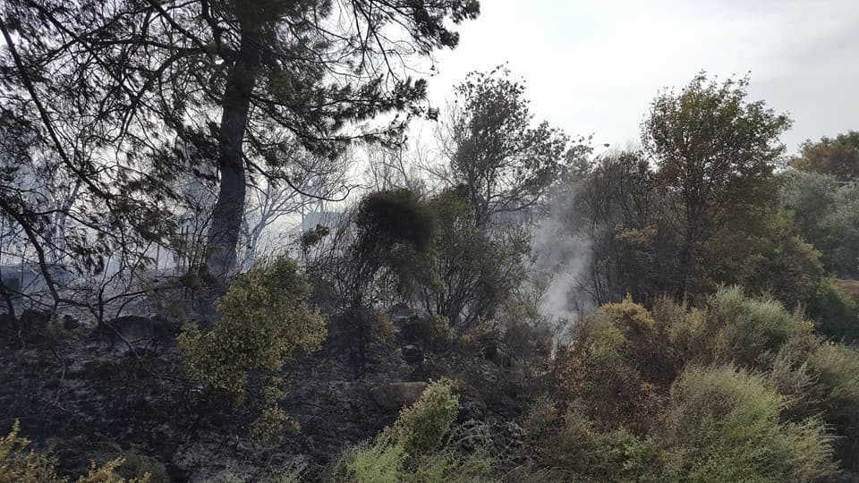 Antalya orman yangını seralara sıçramadan söndürüldü