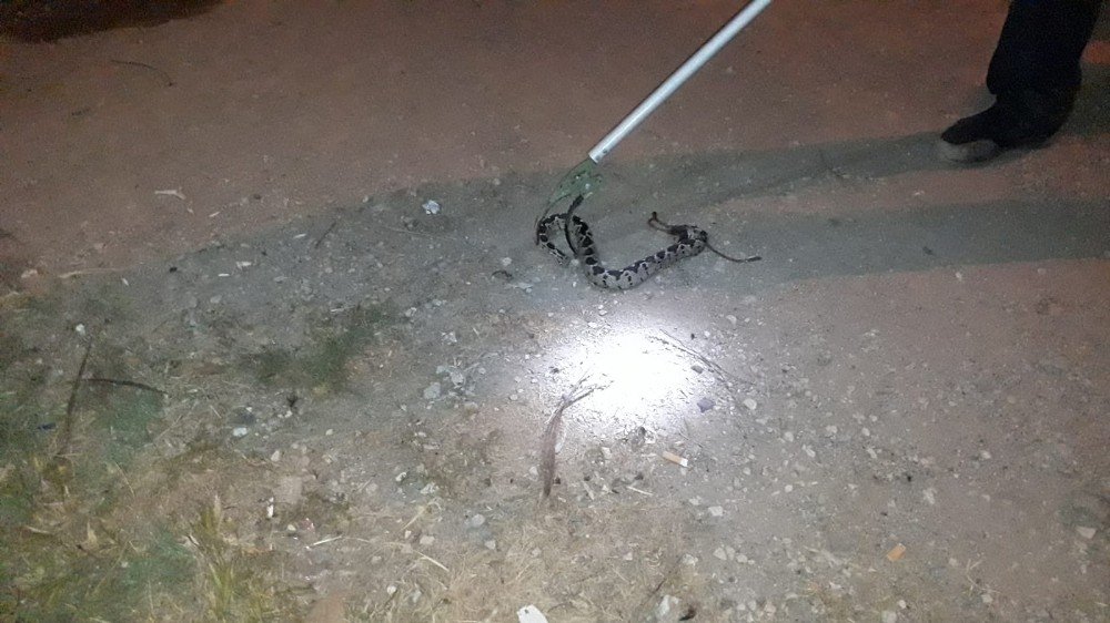 Manisa’da otomobilin kaputuna yılan girdi