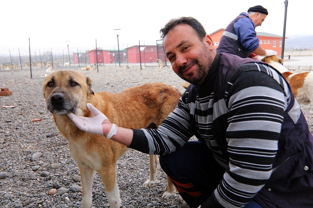 Bingöl Belediyesi Hayvan Bakımevi, onların evi oldu