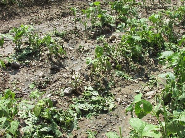 Afyonkarahisar'da dolu ve yağmur patates tarlalarına zarar verdi