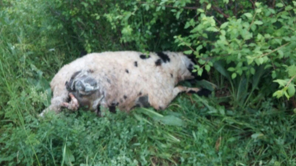 Sürüden ayrılan koyunlara kurtlar saldırdı, 40’ı telef oldu