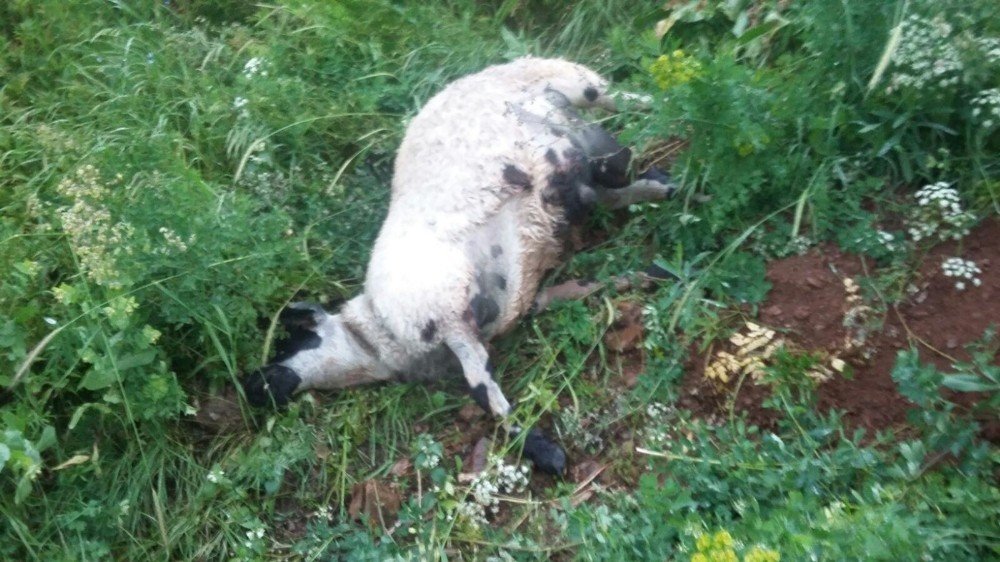 Sürüden ayrılan koyunlara kurtlar saldırdı, 40’ı telef oldu