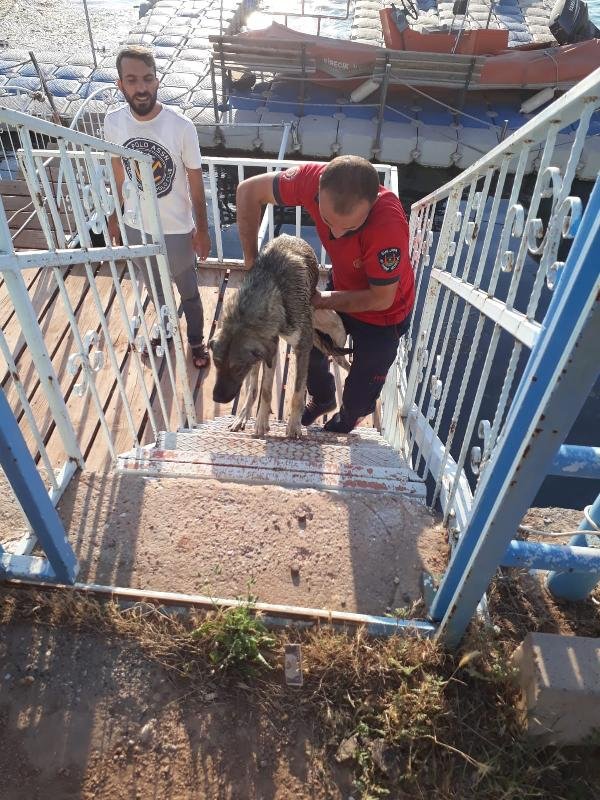 Fırat Nehri'ne atılan 2 köpek tekneyle kurtarıldı
