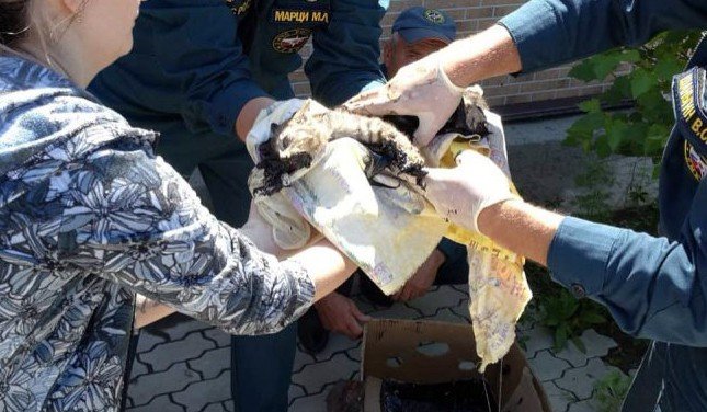 Rusya’da kedileri zift kovasının içerisine attılar