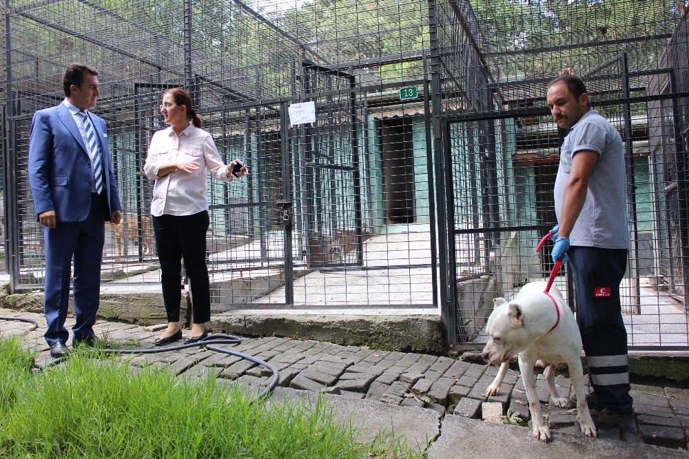 Osmangazi Belediyesi sokak hayvanlarına sahip çıktı