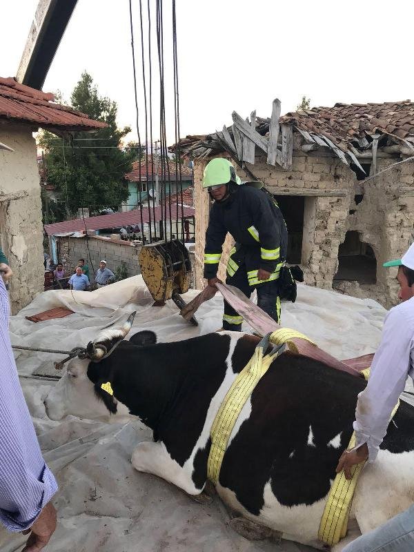 Ahır çatısına çıkan inek vinçle indirildi