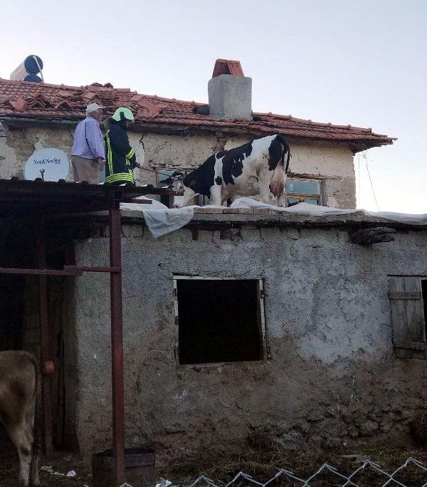 Ahır çatısına çıkan inek vinçle indirildi
