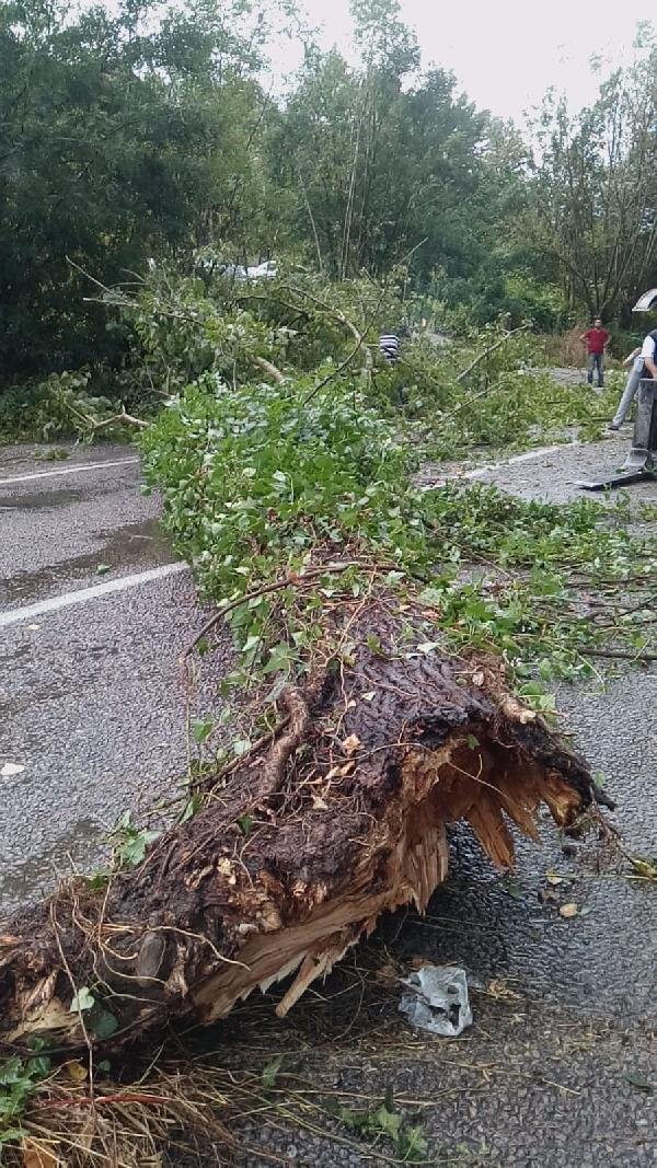 Bartın'da rüzgar ağaçları devirdi, çatıyı uçurdu: 1 yaralı