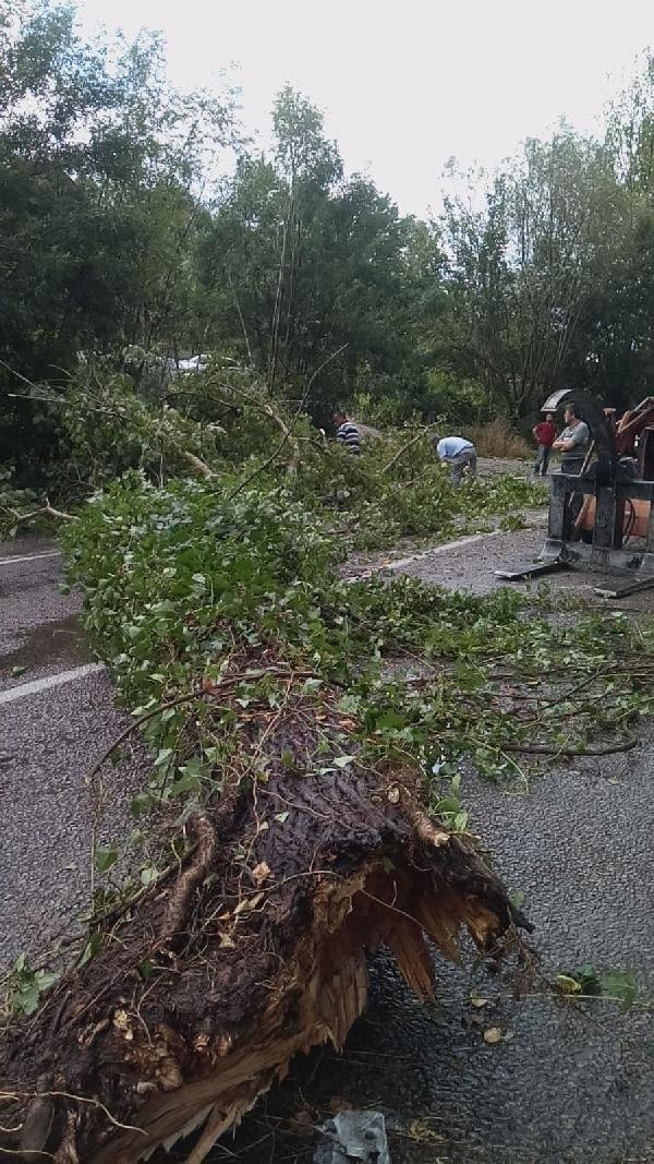 Bartın'da rüzgar ağaçları devirdi, çatıyı uçurdu: 1 yaralı