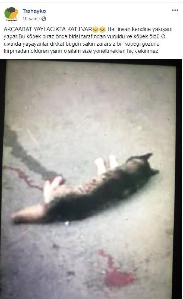 Trabzon'da sokak köpeği tüfekle vurularak öldürüldü