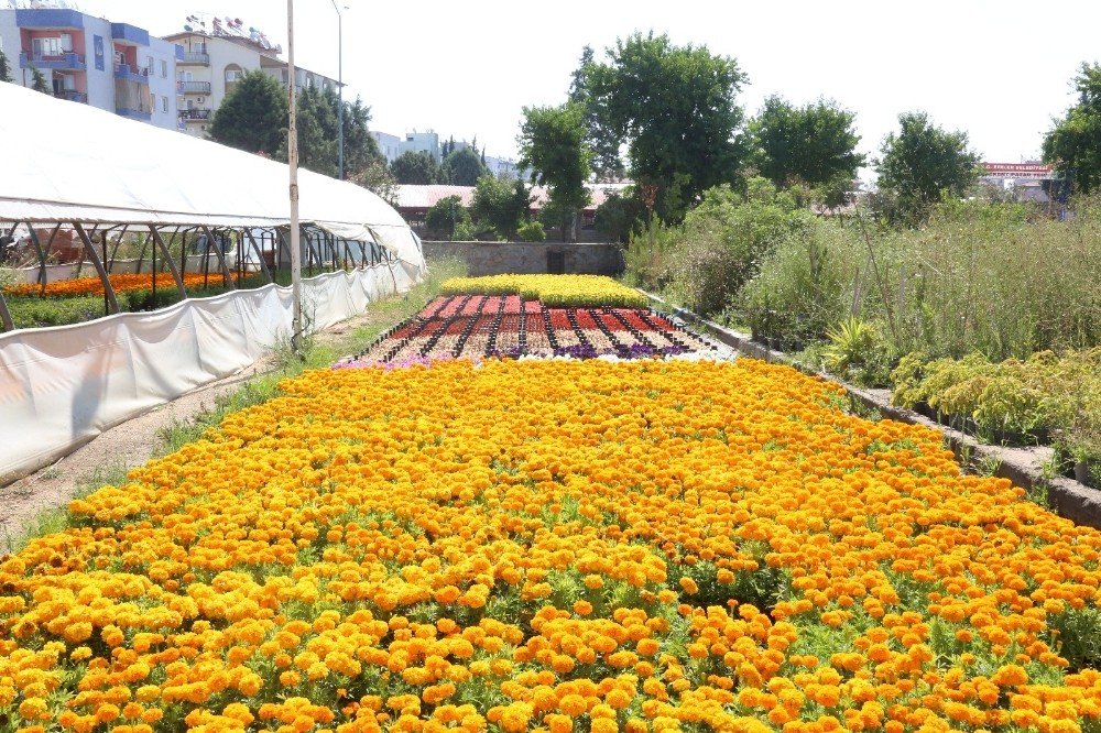 Büyükşehir belediyesi kendi yetiştirdiği çiçeklerle Aydın’ı güzelleştiriyor