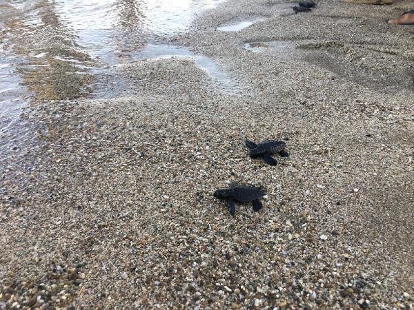 DAÜ Caretta Caretta yavrularını denizle buluşturdu