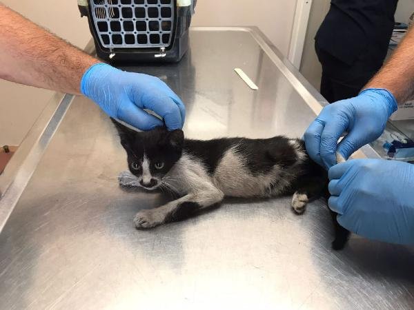 Metro istasyonunda mahsur kalan yavru kedi kurtarıldı