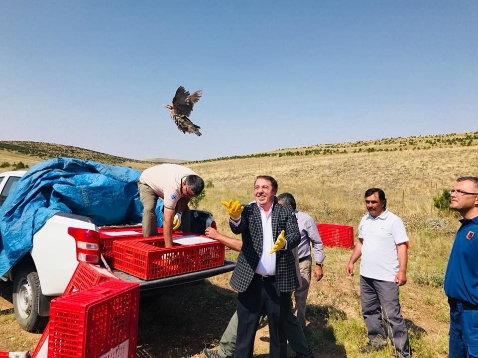 Yozgat’ta bin keklik doğaya salındı