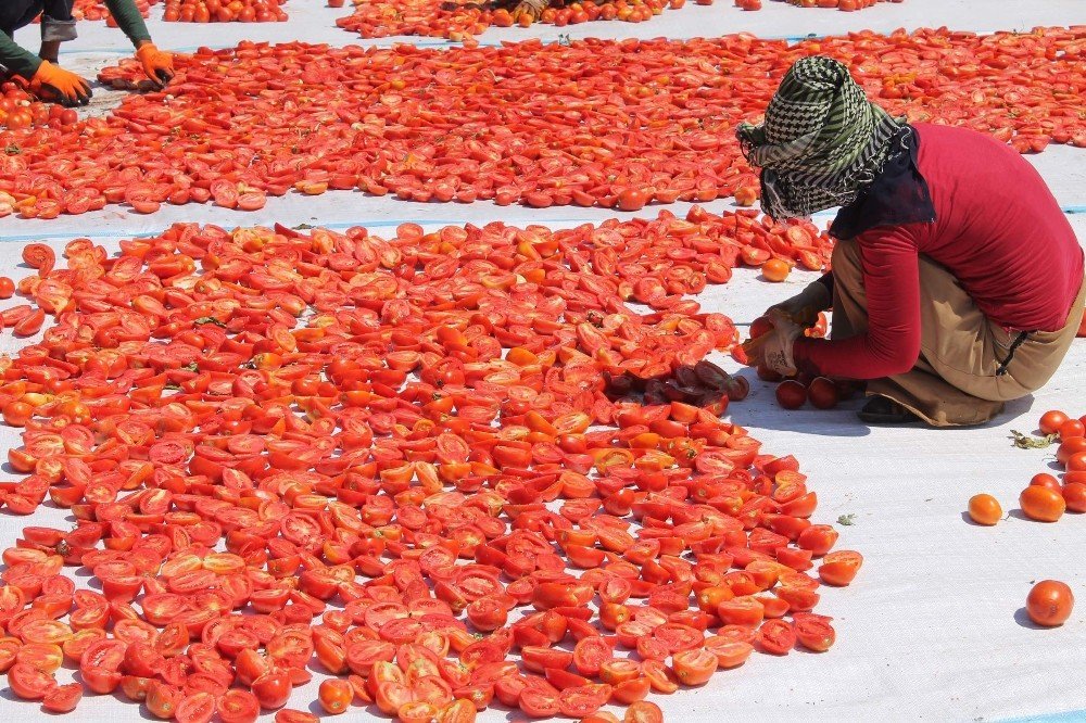 Manisa’nın kurutulmuş domatesleri dünya pazarında