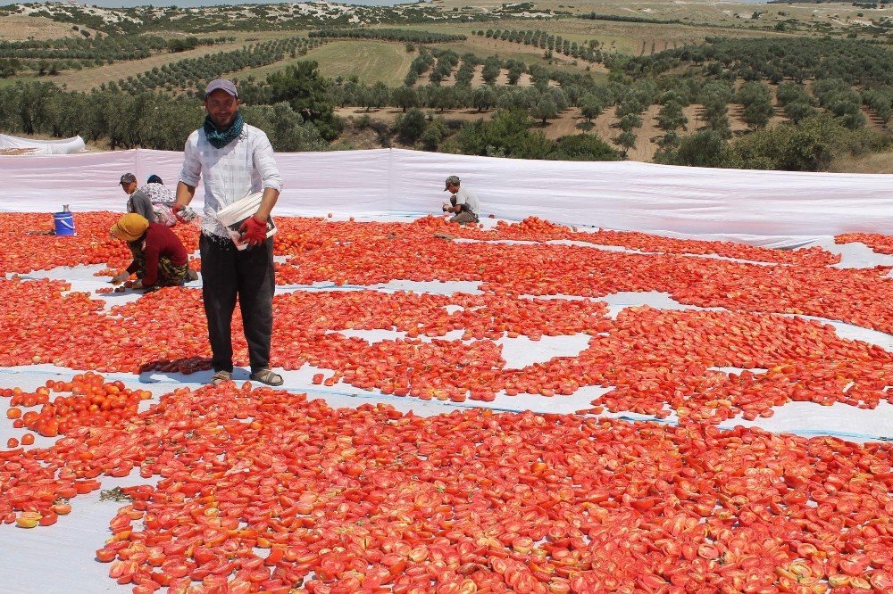 Manisa’nın kurutulmuş domatesleri dünya pazarında