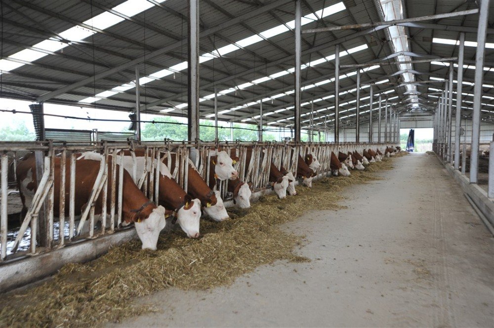 "Örnek" köyde günde 800 litre süt üretiyorlar