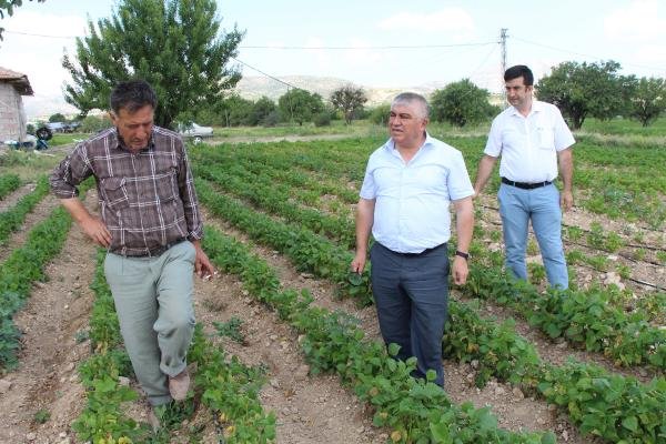 Türkiye'nin fasulye üssü Burdur'da yüzde 70 kayıp var