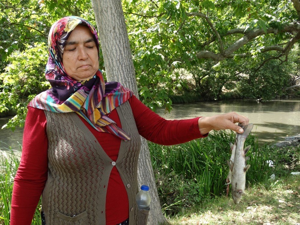 Domaniç’teki balık ölümlerine vatandaşlardan tepki