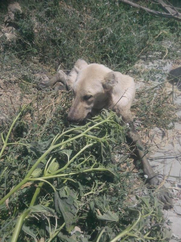 İki gündür çamura saplı kalan köpeği itfaiye kurtardı