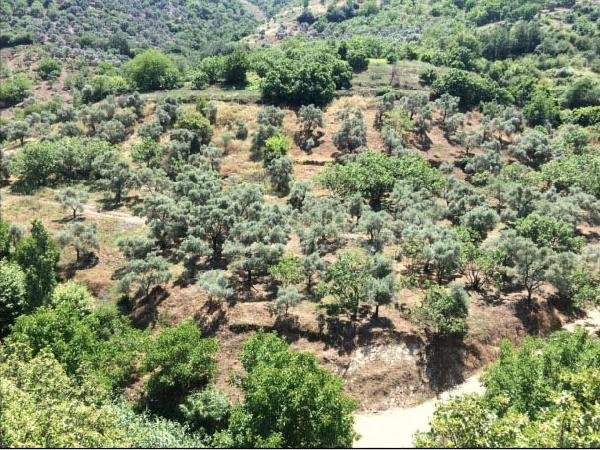 İncir ve zeytin ağaçlarının bulunduğu bölgede jeotermal kaynak aranacak