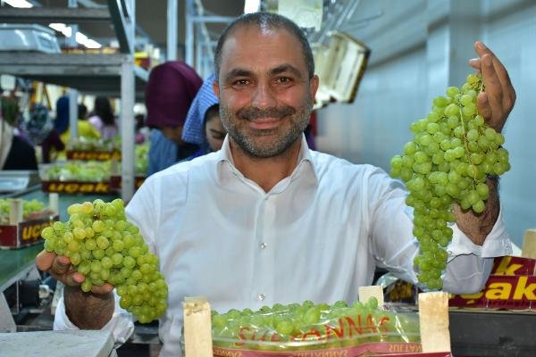 Sultaniye üzümde hasat ve ihracat sevinci