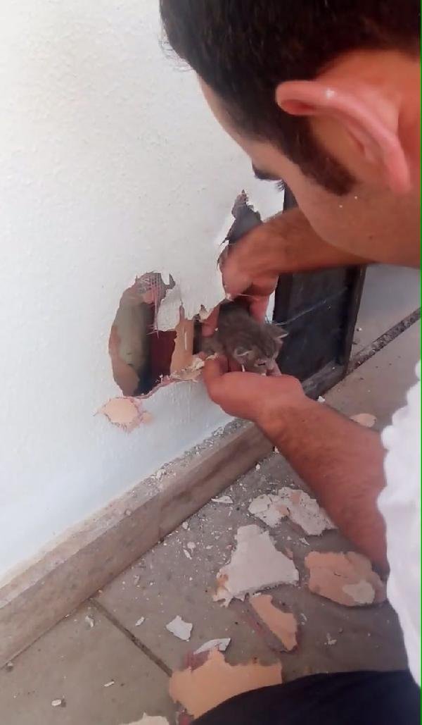 Yavru kedi, sıkıştığı duvar kırılarak kurtarıldı
