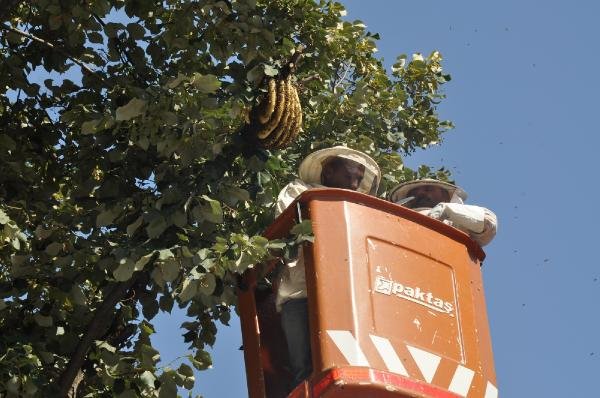 Ağaca yuva yapan arılar mahalleliye zon anlar yaşattı