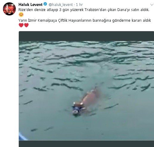 Denizde yüzerken bulunan danayı Haluk Levent satın aldı