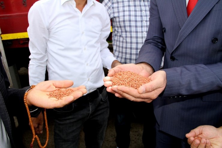 Çiftçilere 134 ton buğday dağıtıldı