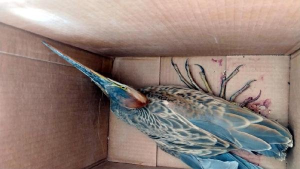 Sultan Sazlığı'nda yaralı bulunan kuşlara tedavi