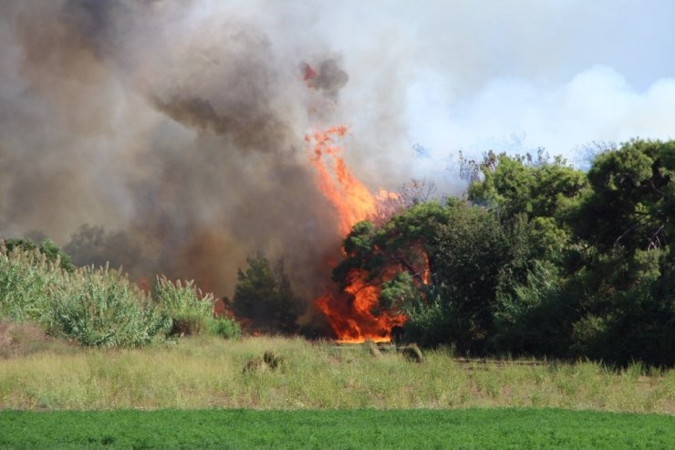 Antalya’daki orman yangını ucuz atlatıldı