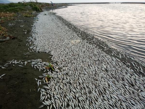 Asi Nehri'nde on binlerce balık telef oldu