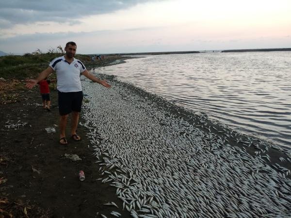 Asi Nehri'nde on binlerce balık telef oldu