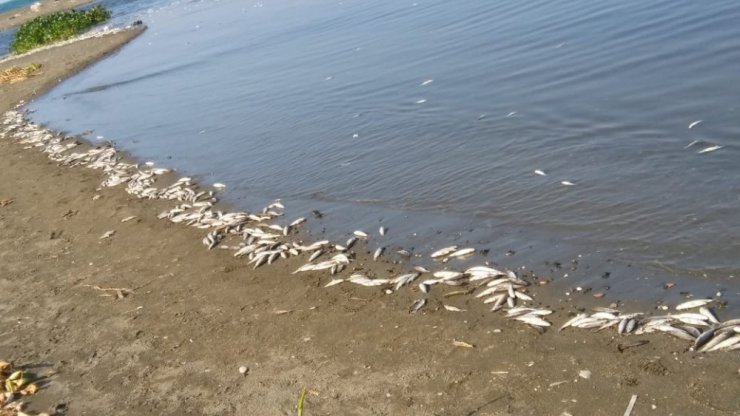 Asi Nehri’nde binlerce ölü balık sahile vurdu