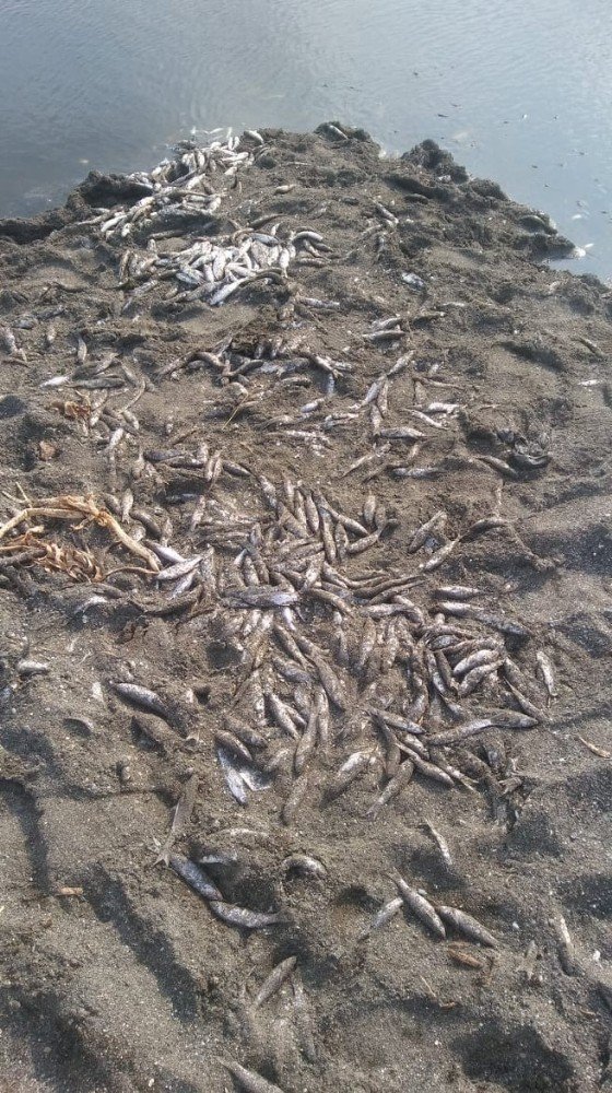Asi Nehri’nde binlerce ölü balık sahile vurdu