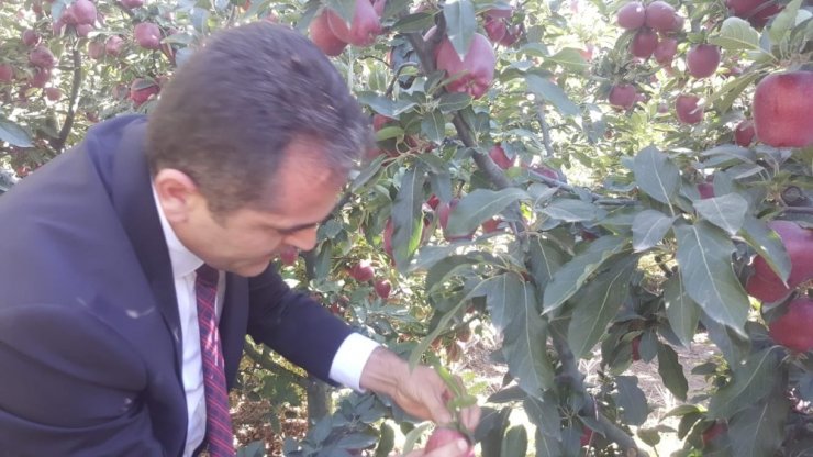 Isparta’da bu yıl 630 bin ton elma rekoltesi beklentisi