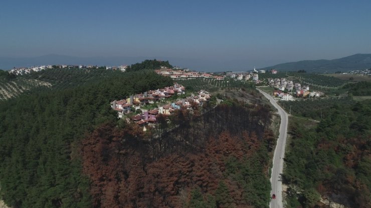 Bursa’da lüks villaların yanında küle dönen ciğerleri yeniden yeşeriyor