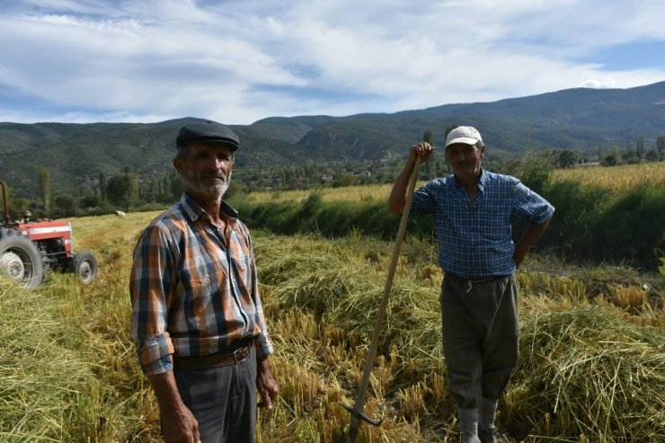 Tosya’da pirinç hasadı başladı