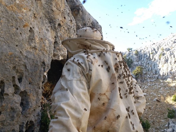 Arıların izini sürerek bal topluyor