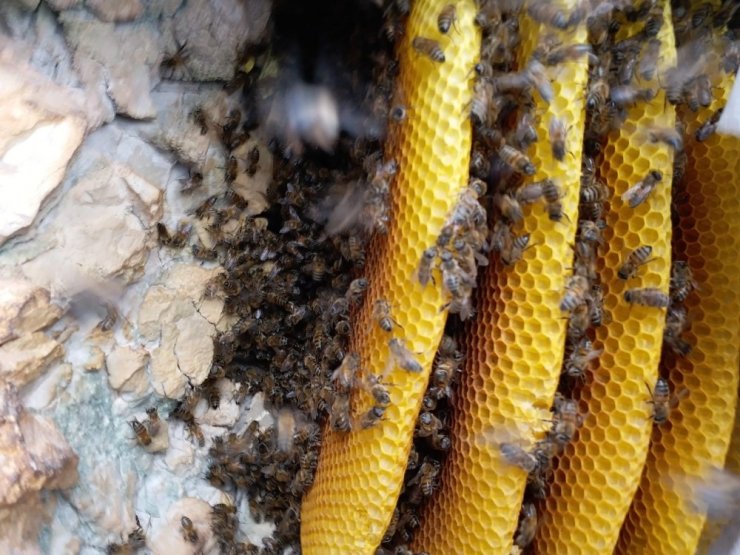 Arıların izini sürerek bal topluyor