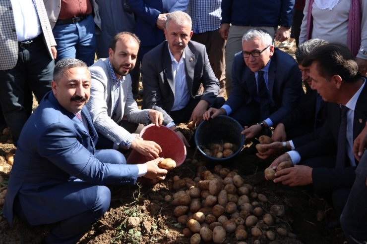 Yerli patatesler hasat edildi