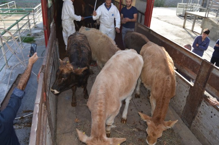 Artvin’de genç çiftçilere büyükbaş hayvan dağıtımı yapıldı