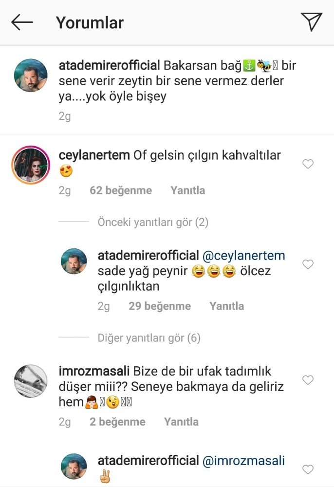 Ünlü komedyen kendi yetiştirdiği zeytinleri hasat etti