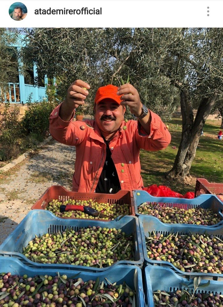Ünlü komedyen kendi yetiştirdiği zeytinleri hasat etti