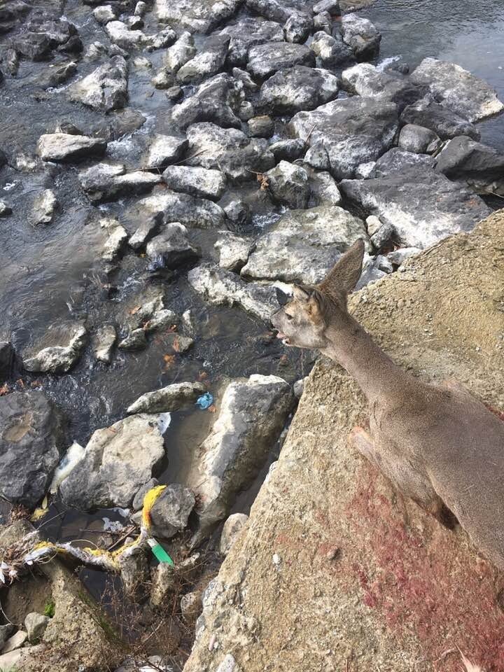 Dere kenarındaki demir korkuluklara sıkışan karaca köpeklerin saldırısına uğradı